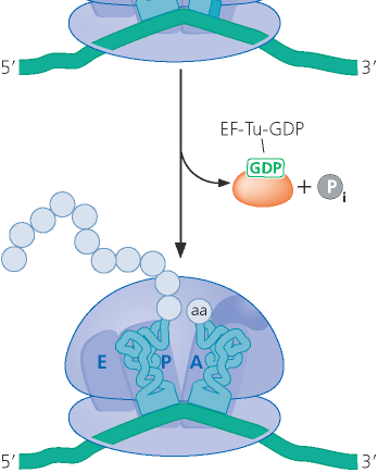 EF-Tu-GTP Proteina G attiva EF-Tu-GDP non attiva trna