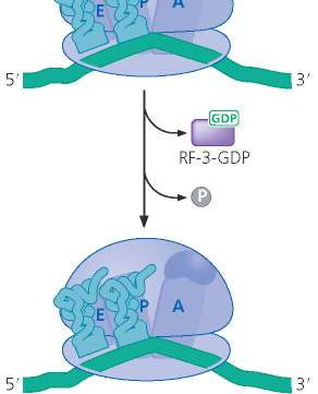 in procarioti erf1 in eucarioti riconoscono i codoni di stop e