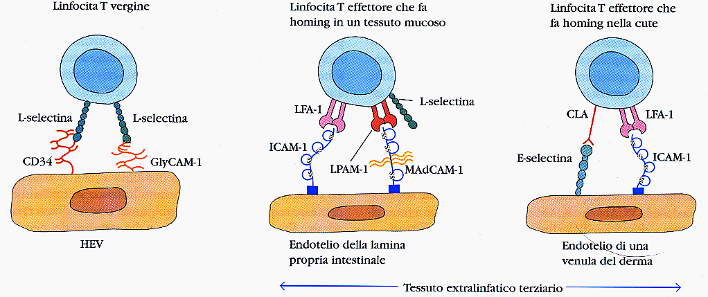 CCR7+ CCR9 αlβ2 CCL25 L-selectina LINFOCITA B