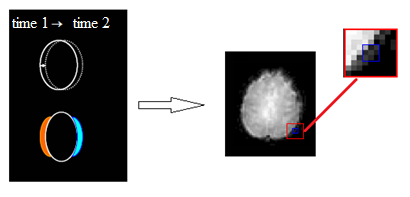 Capitolo 3. Materiali e metodi La rapidità di un software nel caso di dati fmri è una caratteristica sufficiente, essendo le immagini funzionali a bassa risoluzione.