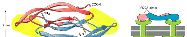 Il recettore del PDGF (fattore di crescita piastrinica) in risposta al ligando: Due recettori si associano