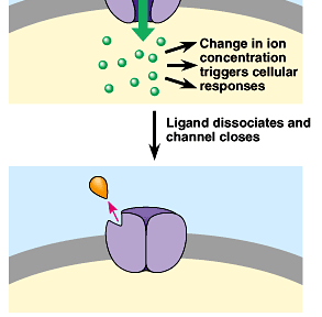 Canali ionici dipendenti da ligandi sono pori proteici che si aprono o si chiudono in risposta a segnali chimici. Questo permette o blocca flusso di ioni, come Na + o Ca 2+.
