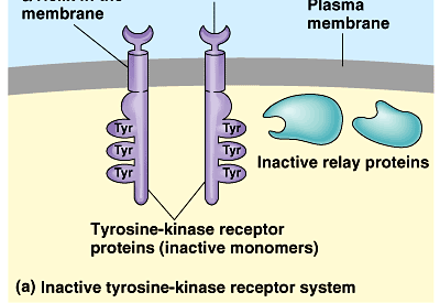 Recettori a tirosina chinasi I recettori a tirosina chinasi presentano vari domini Una regione di legame