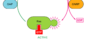 La proteina Ras è una proteina G monomerica, che si attiva per legame di GTP ed ha