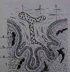 Epitelio uterino È formata dal corion (parte fetale) e dalla mucosa uterina (parte materna) Distribuzione villi coriali feto madre Cotiledoni piccole aree
