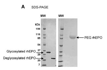 Produzione di eritropoietina umana in Pichia pastoris Espressione sotto il controllo del promotore AOX1,