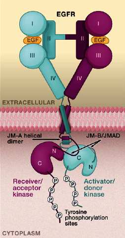 Model for molecular mechanism of ligand-induced EGFR activation. Lammerts van Bueren J J et al. PNAS 2008;105:6109-6114 v. 2008 1.