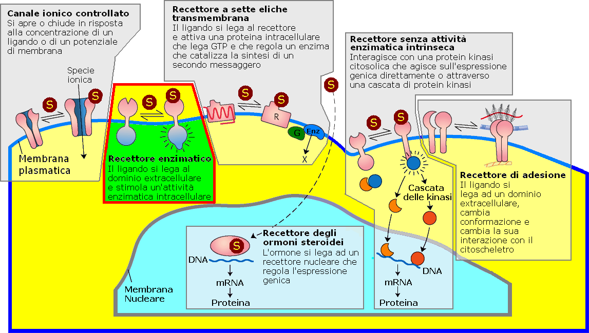 Recettori v. 1.3 gsartor 2013 M04 -Trasduzione del segnale II 3 Recettori con attività enzimatica intrinseca Recettori transmembranache contengono ed esprimono attivitàenzimatiche.