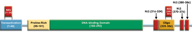 III. la porzione centrale (102-292) contiene il DNA-binding domain (DBD), caratterizzato da differenti motivi strutturali; IV.