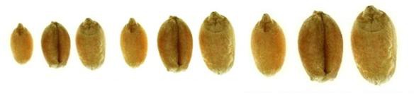 Quantità e composizione delle proteine di riserva del seme sono i più importanti fattori che determinano la qualità tecnologica e nutrizionale dei frumenti Contenuto proteico -3σ -2σ -1σ µ 68,26%