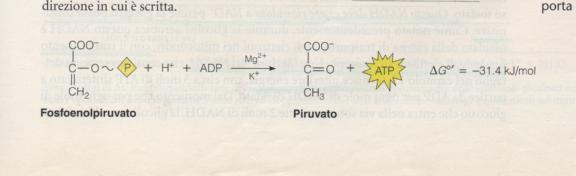Ruolo biologico del magnesio Il carattere di acido di Lewis di Mg 2+ e il suo potere polarizzante nei confronti di molecole di acqua o ossigeni di gruppi fosfato o esteri fosforici, unitamente alla