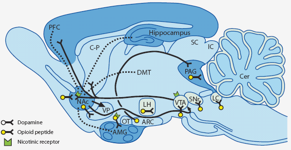 1.1.6 Recettore NOP e sistema mesocorticolimbico Il sistema mesocorticolimbico consiste in un insieme di neuroni che traggono origine dall'area ventrale tegmentale dell'encefalo e proiettano