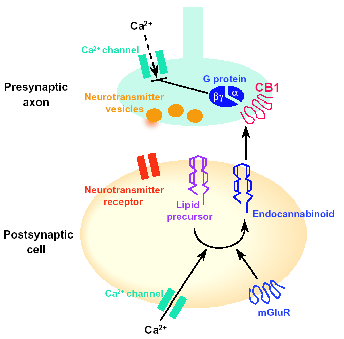 Nell insieme la localizzazione dei recettori CB1 è facilmente correlabile con gli effetti psicotropi dei cannabinoidi.