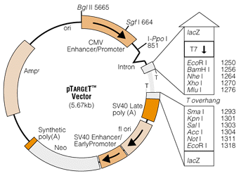 porzione dell esone 3 (primer reverse) del gene LPL con lo scopo di amplificare, su stampo di DNA genomico del probando, la regione comprendente l esone-2-introne2-esone3 del gene dell LPL contenente