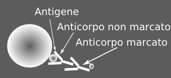 Come verificare la presenza dei reticulon nelle vescicole?