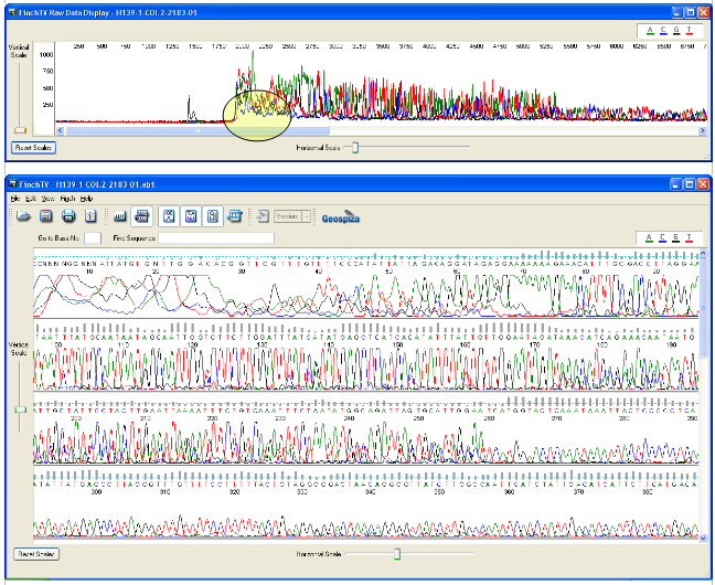 4. Controllo di qualità del segnale L'effetto è visibile nel Raw Data di una sequenza, e può interessare i primi dati di fluorescenza (come per l'esempio mostrato), ma anche una finestra più ampia