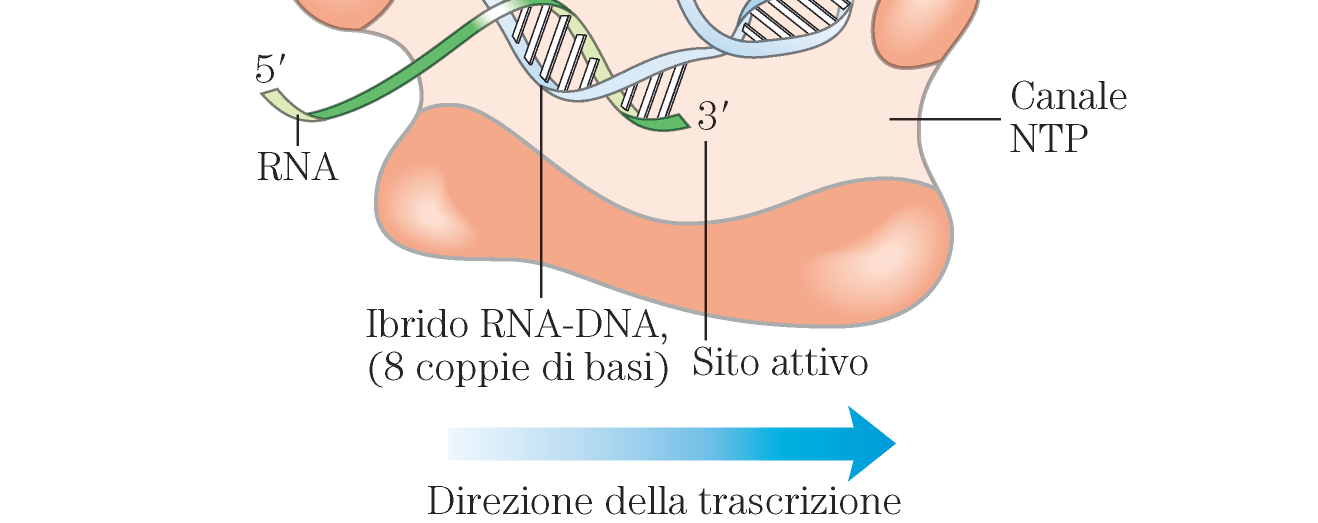coli mantiene disavvolte circa 17 coppie di basi L RNA polimerasi