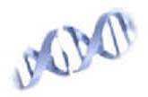 Una popolazione con più fenotipi distinti contiene un marker genetico SNP Il genoma umano contiene più di 3