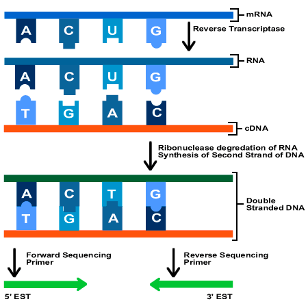 Le EST: Expressed Sequence Tags Sono brevi (200-500 bp) sequenze di DNA derivate dal sequenziamento rapido di cdna, non complete ma sufficienti per identificare un