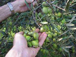 Gli uliveti La coltivazione degli ulivi è una delle maggiori risorse per la Puglia, che produce ed esporta un rinomato olio extravergine d oliva.