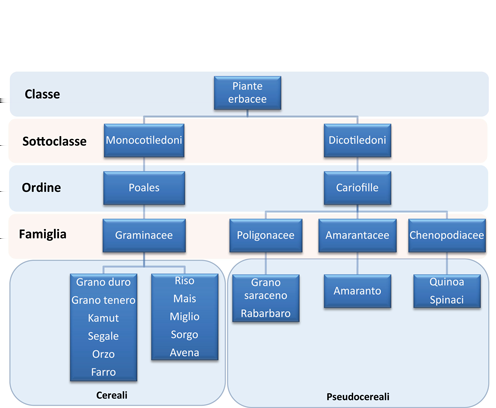 CLASSIFICAZIONE DEI CEREALI Piante erbacee, in genere della famiglia delle Graminacee come il grano, la segale, l'avena, l'orzo, il riso, il granoturco, dai frutti ricchi di amido e proteine.