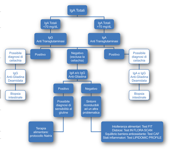 Figura 2: Protocollo diagnostico test sensibilità al glutine GST IgA TOTALI Le immunoglobuline sono proteine ad attività anticorpale, sintetizzate dai linfociti B e svolgono la funzione di sentinelle