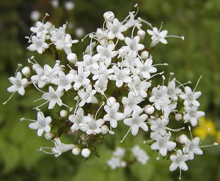 PARTE UTILIZZATA: rizoma, radici e stoloni di Valeria officinalis.