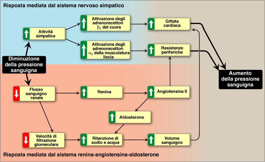 35. Approccio al trattamento dell ipertensione e