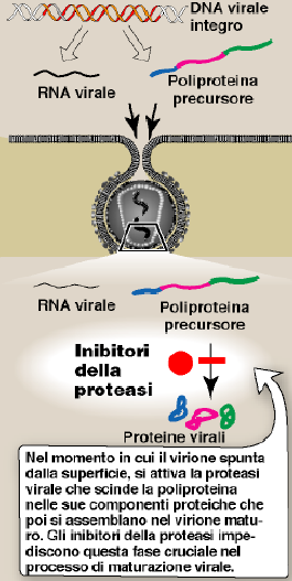III) Inibitori della proteasi Sono farmaci molto potenti che hanno cambiato il decorso della malattia.