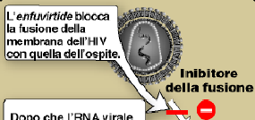 IV) Inibitori della fusione virale L enfuvirtide è un inibitore della fusione dell HIV; affinché il virus possa entrare nella cellula ospite, deve fondere la sua membrana con quella della cellula