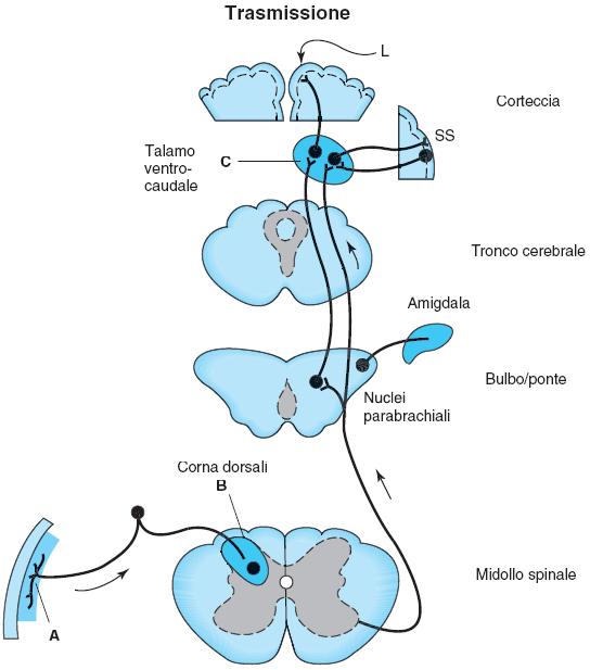 ANALGESICI ANALGESICI OPPIACEI E NON OPPIACEI 28.