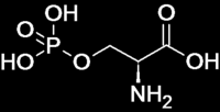 Fosfoserina aldo