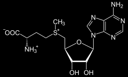 S-adenosil-metionina
