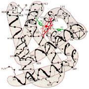 LE PROTEINE: STRUTTURA TERZIARIA Il termine struttura terziaria riguarda in genere le proteine globulari, dato che la costruzione di una proteina fibrosa