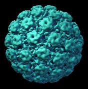 Esempio dell HPV Composizione bivalente 20 µg HPV 16 20 µg HPV 18 tetravalente 40 µg HPV 16 20 µg HPV 18 20 µg HPV 6 40 µg HPV 11 Schedula 0, 1, 6 mesi 0, 2, 6 mesi