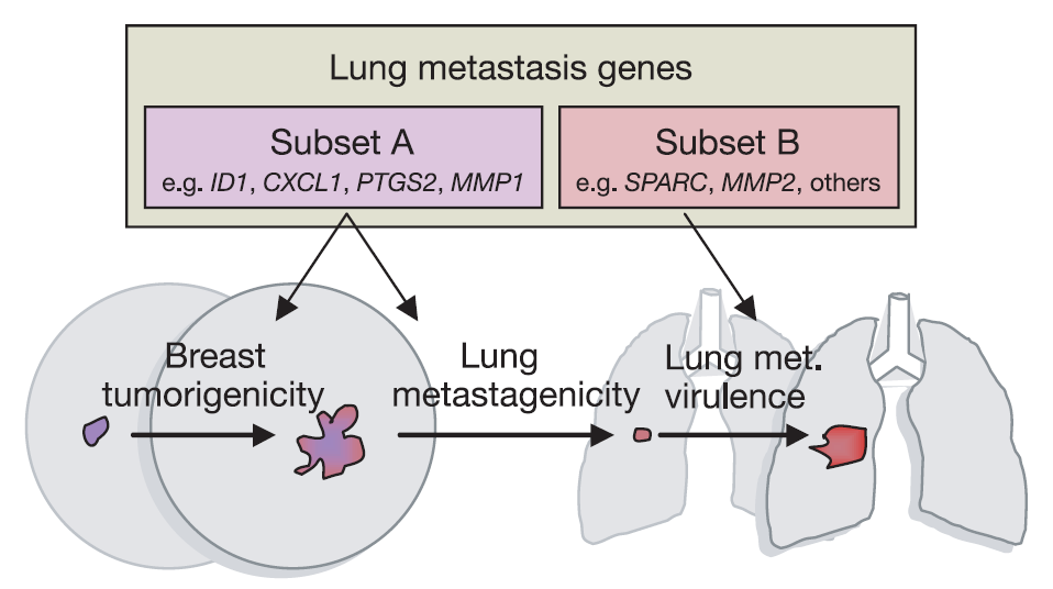 Lung Metastasis Gene Expression Signature Geni clinicamente correlati con lo