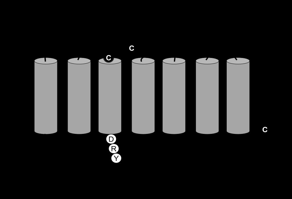 Recettori attivati da proteasi (Trombina) ClassE I: Rhodopsin-like Pigmento visivo (Rodopsina) Recettori per neurotrasmettitori