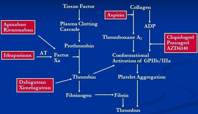 NEW PHARMACOLOGICAL Other antiplatelet drugs ( ACTIVE ) - Clopidogrel + ASA Synthetic pentasaccharide ( AMADEUS ) - Idraparinux Oral direct thrombin inhibitor - ( SPORTIF ) - Ximelagatran ( RELY ) -
