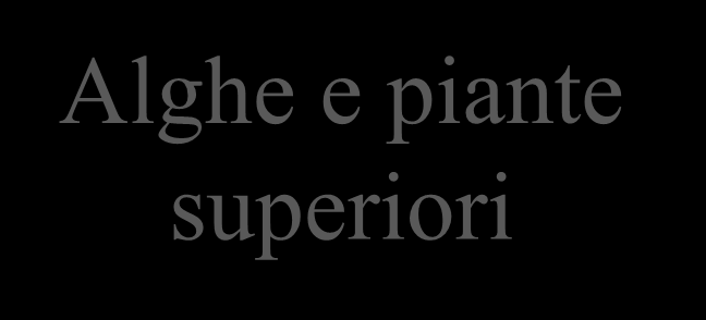 la produzione marina la fotosintesi è realizzata nel mare come sulla terra dai vegetali