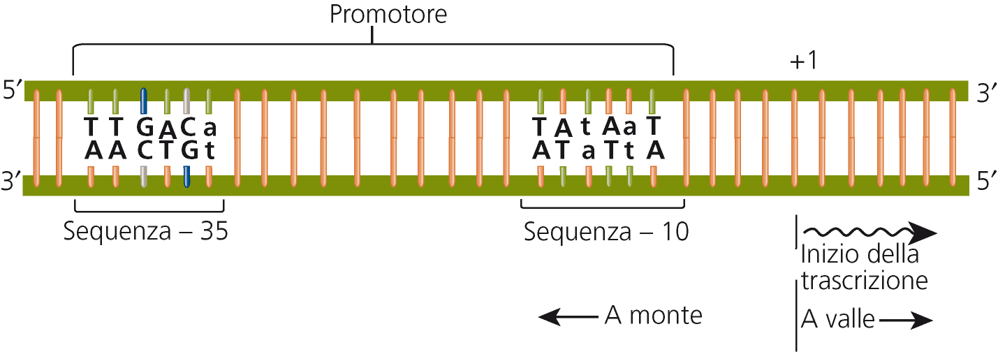 I promotori batterici hanno