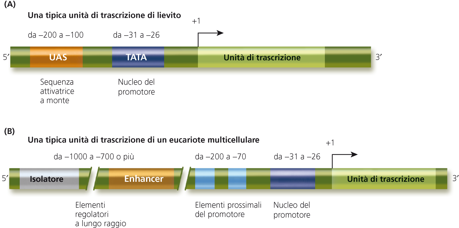 Le unità trascrizionali (RNA pol