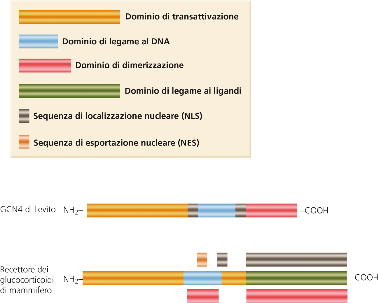 Domini modulari dei