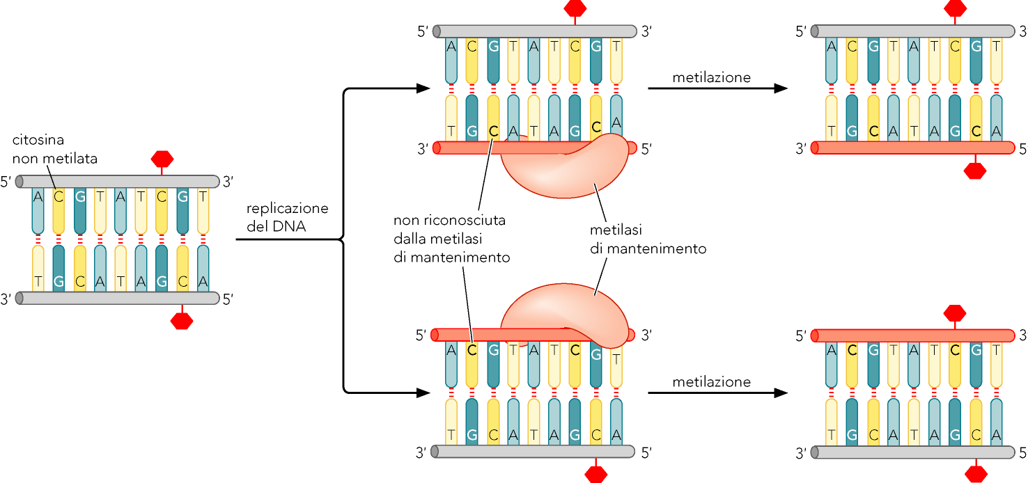 Metilazione del DNA e divisione cellulare La