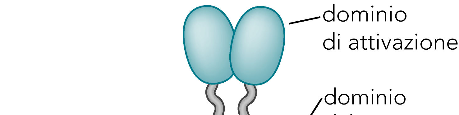 Attivatori hanno domini di legano il DNAbinding e di attivazione Le attività DNA-binding e di attivazione della trascrizione sono in domini indipendenti di un attivatore.