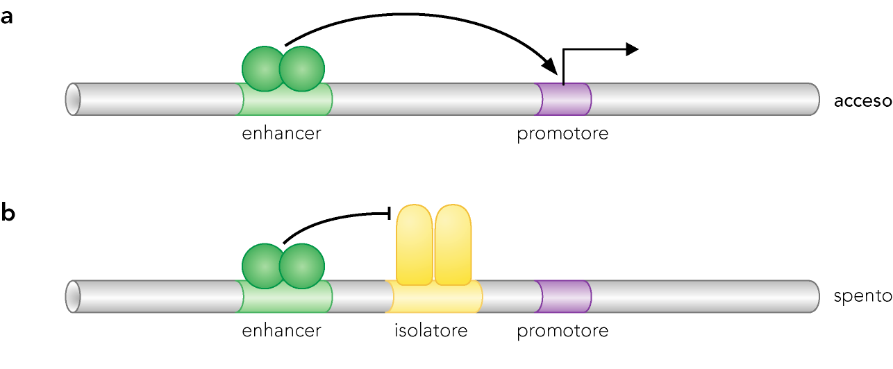 Attività a distanza: anse e isolatori Gli enhancers agiscono