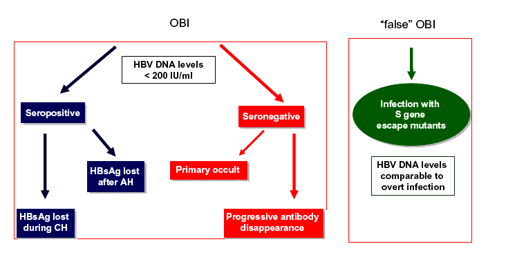 L infezione occulta HBV è nell 80% dei casi accompagnata alla presenza di anticorpi anti-hbc+ e anti-hbs+,