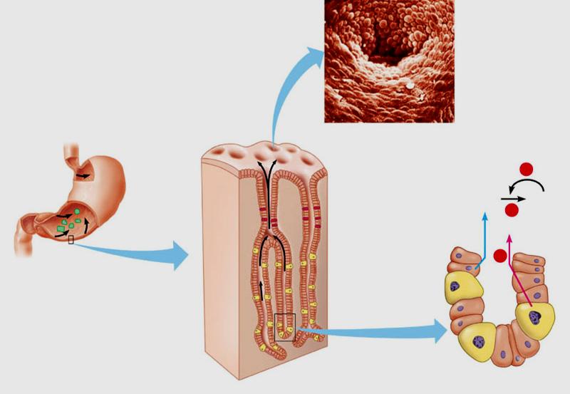 stomaco raccoglie temporaneamente il cibo e lo demolisce per mezzo di acidi ed enzimi (succhi gastrici). L attività delle ghiandole gastriche è regolata da un insieme di segnali nervosi e ormonali.