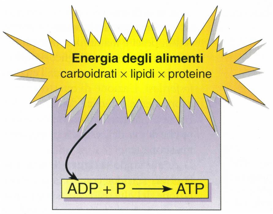 I muscoli e la contrazione muscolare La funzione primaria degli alimenti è quella