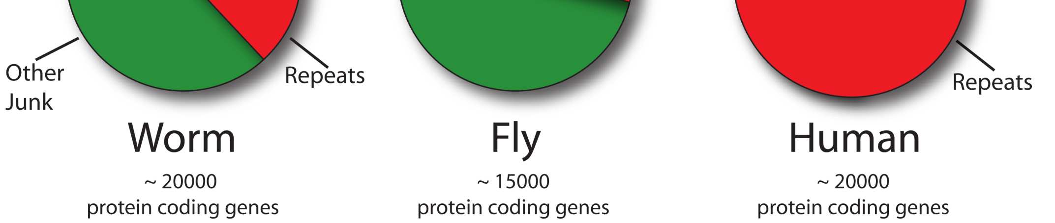 000 geni codificanti proteine UOMO ~ 20.