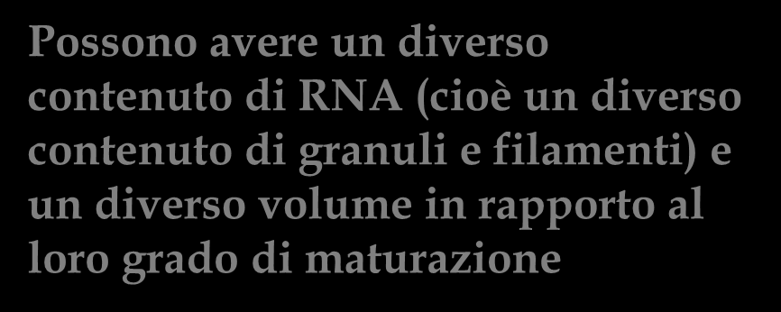 Contengono RNA (colorazioni sopravitali con blu di metilene o blu di